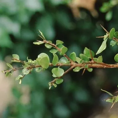 thumbnail for publication: Randia aculeata White Indigoberry